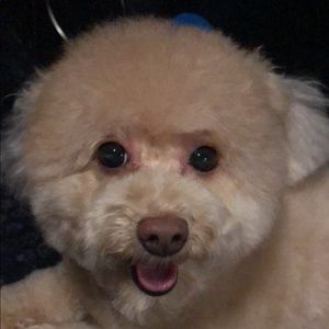 Meet your Posher, Sitong